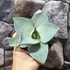 Kép 6/9 - Agave 'Dragon Toes'
