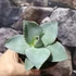 Kép 8/9 - Agave 'Dragon Toes'