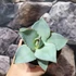 Kép 9/9 - Agave 'Dragon Toes'