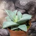Kép 4/9 - Agave 'Dragon Toes'