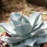 Kép 1/9 - Agave 'Dragon Toes'