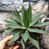 Kép 5/6 - Agave lophantha
