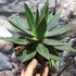 Kép 6/6 - Agave lophantha