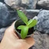 Kép 3/5 - Agave potatorum -saját szaporítás