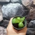 Kép 5/5 - Agave potatorum -saját szaporítás