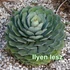 Kép 1/5 - Agave potatorum -saját szaporítás