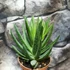 Kép 4/6 - Gasteraloe variegata