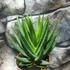 Kép 5/6 - Gasteraloe variegata