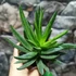 Kép 3/6 - Gasteraloe variegata