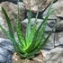 Kép 1/5 - Aloe arborescens – fásodó aloe