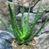 Kép 2/5 - Aloe arborescens – fásodó aloe