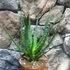 Kép 3/5 - Aloe arborescens – fásodó aloe