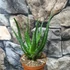 Kép 4/5 - Aloe arborescens – fásodó aloe