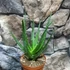 Kép 5/5 - Aloe arborescens – fásodó aloe