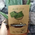 Kép 7/7 - Aloe vera