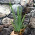 Kép 3/7 - Aloe vera