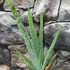 Kép 4/7 - Aloe vera
