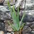 Kép 5/7 - Aloe vera