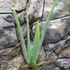 Kép 6/7 - Aloe vera