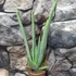 Kép 2/7 - Aloe vera