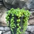 Kép 3/5 - Senecio Rowleyanus / Borsóka