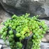 Kép 2/5 - Senecio Rowleyanus / Borsóka