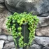 Kép 1/5 - Senecio Rowleyanus / Borsóka
