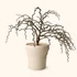 Kép 1/6 - Decarya madagascariensis