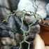 Kép 4/6 - Decarya madagascariensis