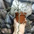 Kép 2/6 - Decarya madagascariensis