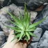 Kép 2/5 - Haworthia fasciata variegata