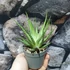 Kép 3/5 - Haworthia fasciata variegata