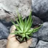 Kép 5/5 - Haworthia fasciata variegata