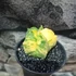 Kép 5/13 - Astrophytum myriostigma variegata