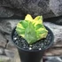 Kép 4/13 - Astrophytum myriostigma variegata