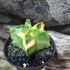 Kép 6/13 - Astrophytum myriostigma variegata
