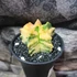 Kép 3/13 - Astrophytum myriostigma variegata