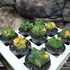 Kép 2/13 - Astrophytum myriostigma variegata