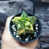 Kép 8/13 - Astrophytum myriostigma variegata
