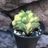 Kép 7/13 - Astrophytum myriostigma variegata