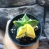 Kép 9/13 - Astrophytum myriostigma variegata
