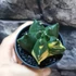 Kép 10/13 - Astrophytum myriostigma variegata