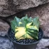 Kép 1/13 - Astrophytum myriostigma variegata