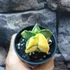 Kép 11/13 - Astrophytum myriostigma variegata