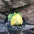 Kép 12/13 - Astrophytum myriostigma variegata