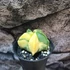 Kép 13/13 - Astrophytum myriostigma variegata