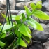 Kép 2/14 - Epiphyllum chrysocardium 'Fishbone'