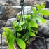 Kép 3/14 - Epiphyllum chrysocardium 'Fishbone'