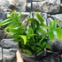 Kép 7/14 - Epiphyllum chrysocardium 'Fishbone'