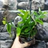 Kép 5/14 - Epiphyllum chrysocardium 'Fishbone'